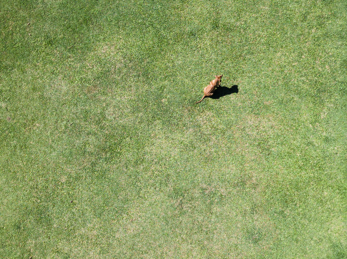 High angle view of dog on field