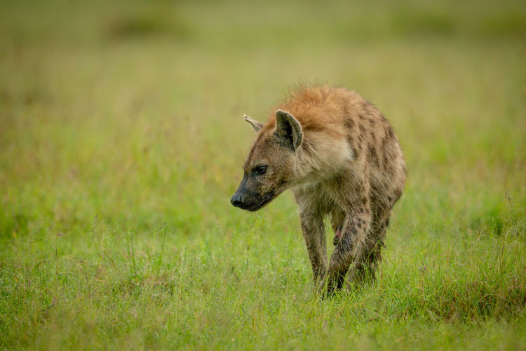 Spotted hyena stands in grass looking left