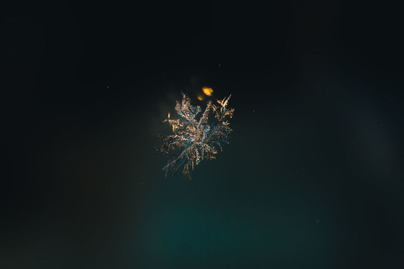 Close-up of ice crystal at night
