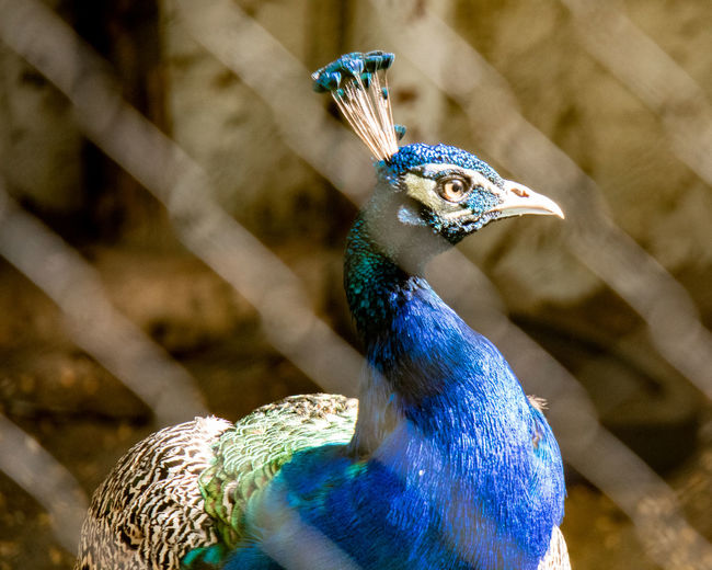 Close-up of blue peacock