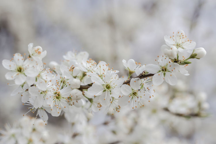 Close-up of white flowers on tree