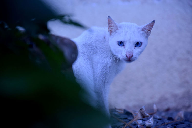 Close-up portrait of white cat