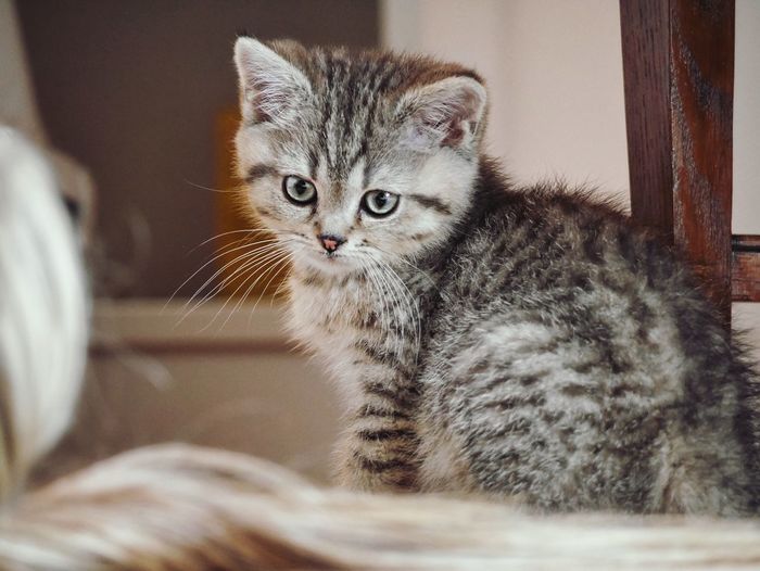 Portrait of tabby kitten