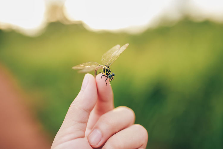 Cropped hand holding insect against plants