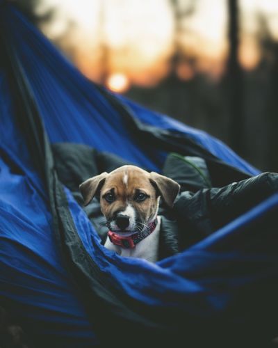 Portrait of dog in hammock against sky during sunset
