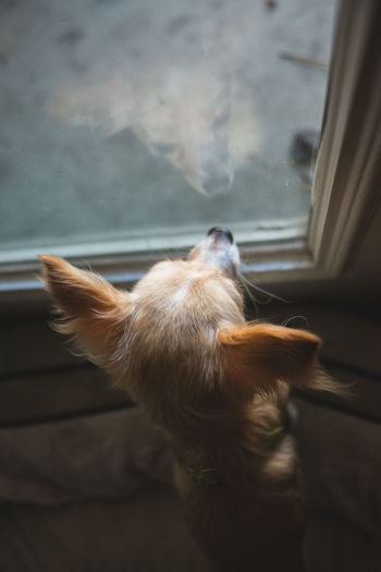 Dog looking through window at home