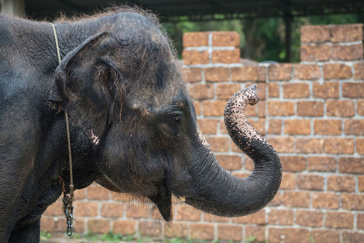 Close-up of elephant
