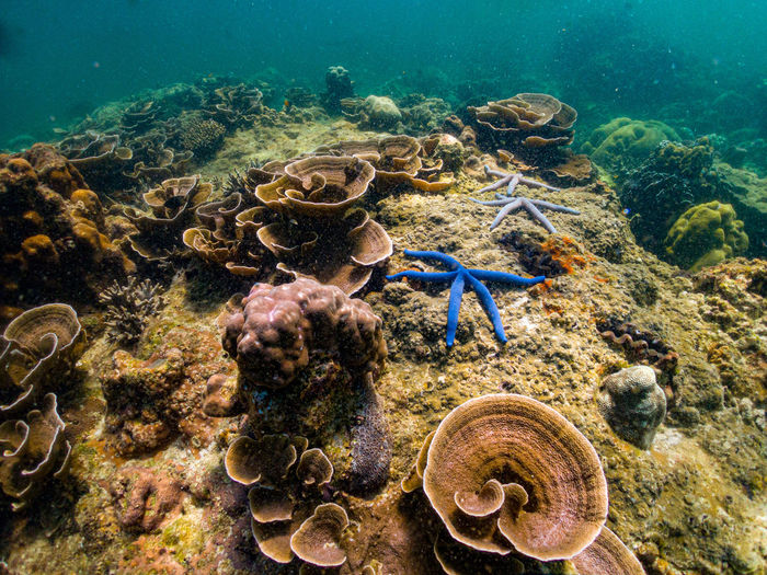 View of undersea