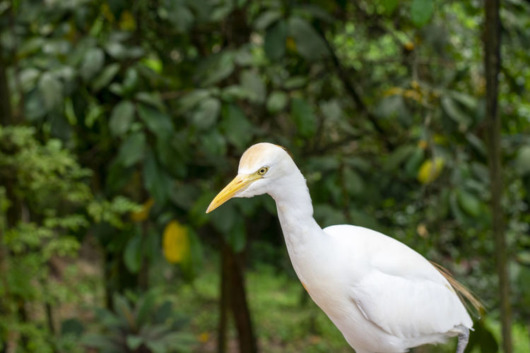Close-up of white bird perching on a tree