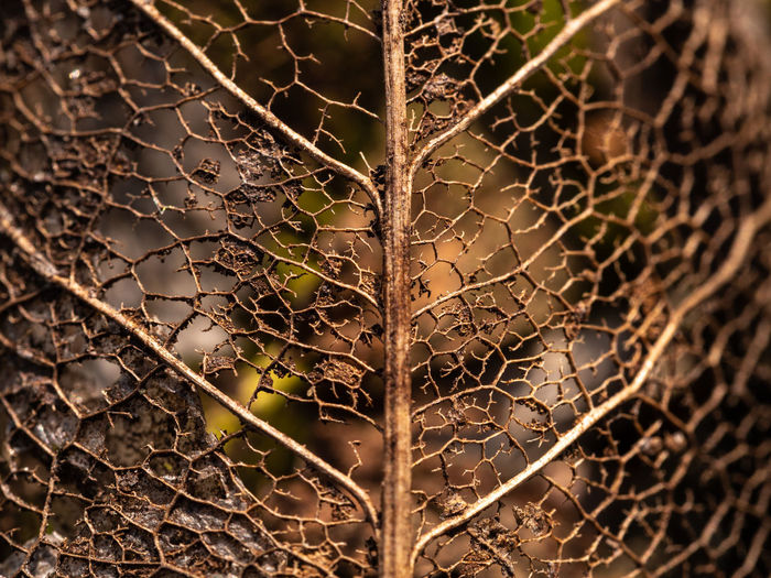Full frame shot of dry leaves