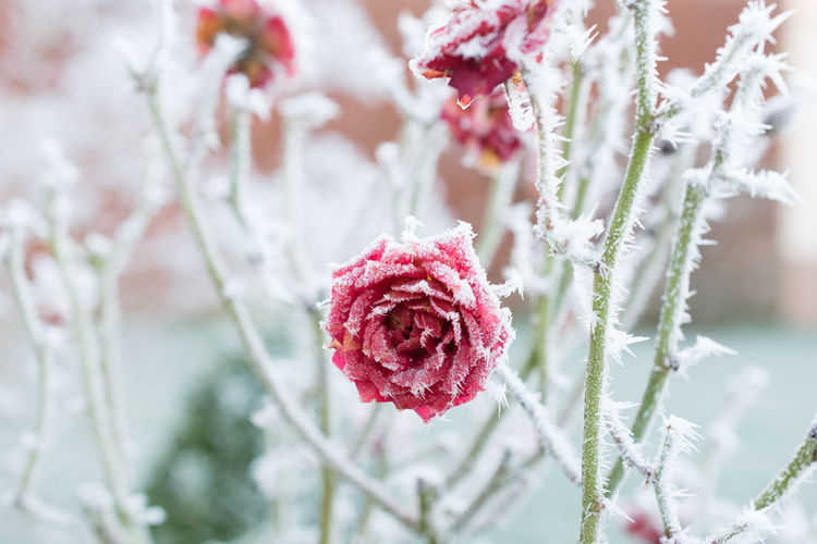 Close-up of pink flowers blooming outdoors