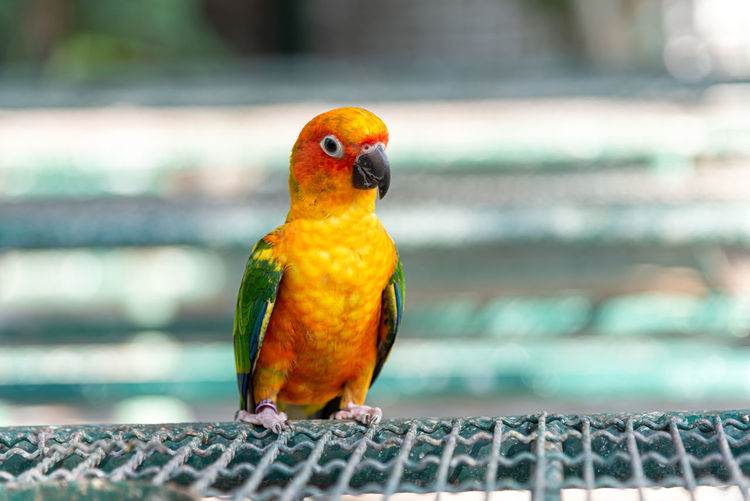 Close-up of beautiful parrot perching on railing