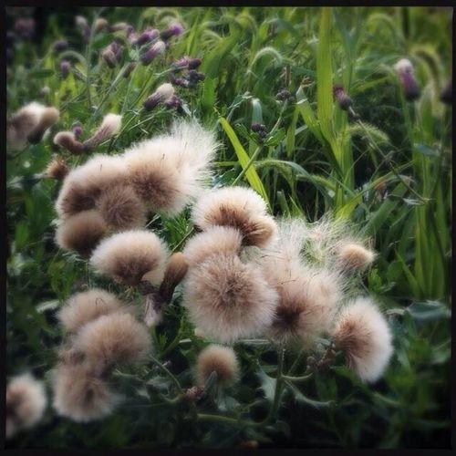 Close up of dandelion