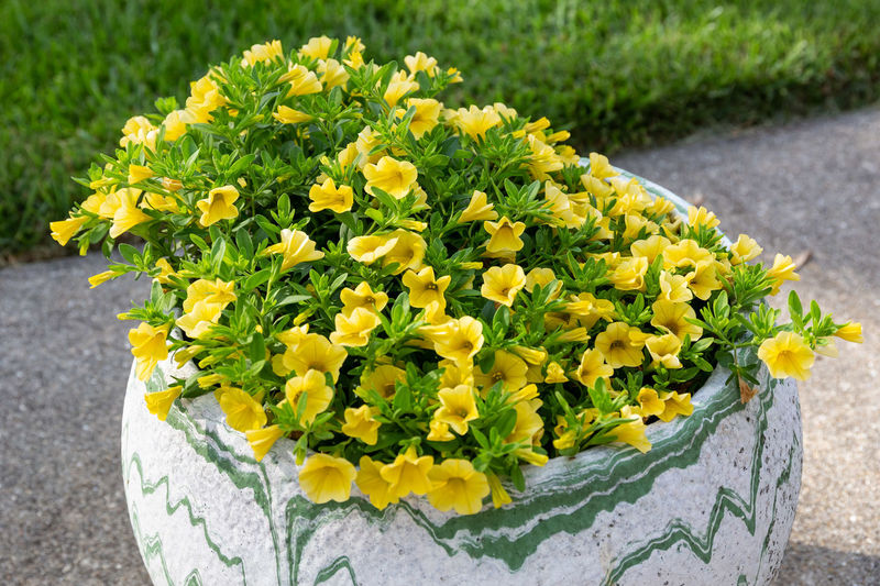 High angle view of yellow flowering plant in pot