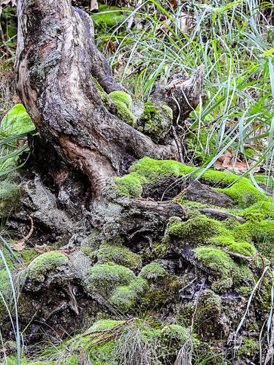 Moss growing on tree trunk