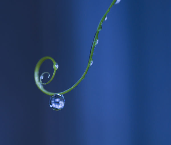 Close-up of water drop on tendril