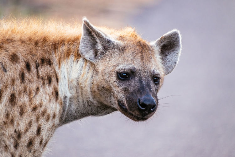 Close-up portrait of hyena