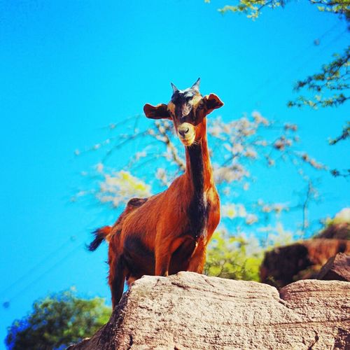 Low angle view of horse on tree against clear blue sky