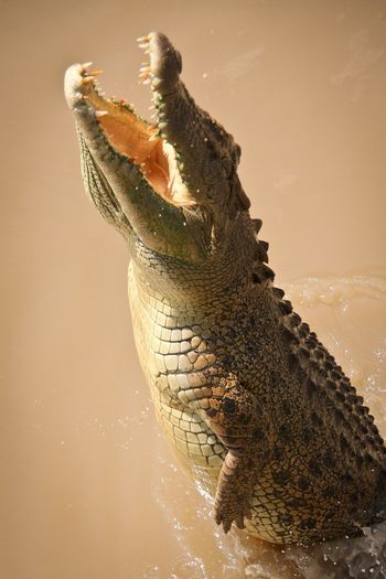 Close-up of lizard in water