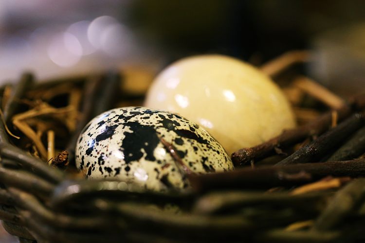 Close-up of bird egg in nest blur background 