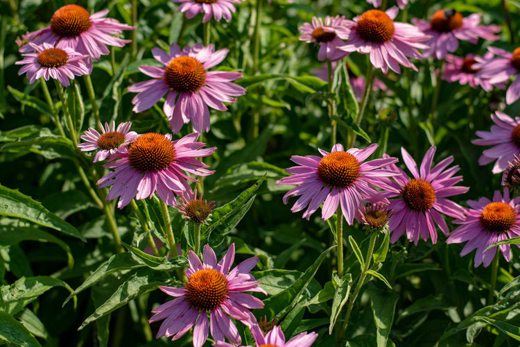 Close-up of purple flowering plants