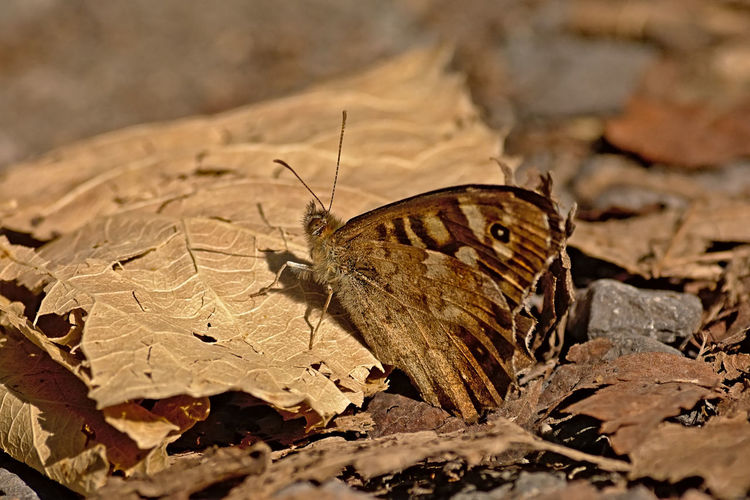 Close-up of butterfly on dry leaves