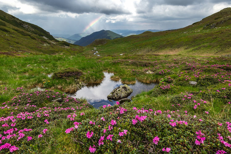 Scenic view of flowering plants by mountains against sky
