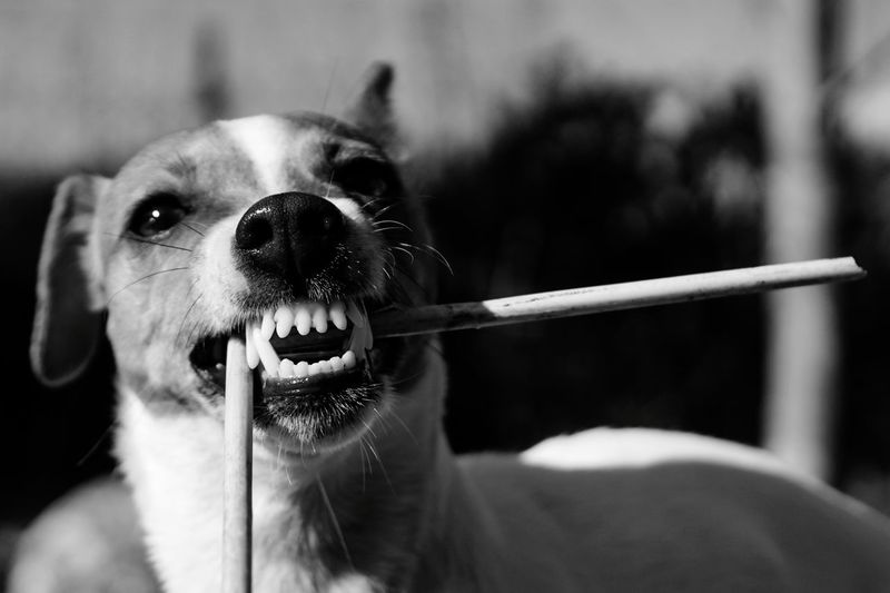 Tsunami the jack russell terrier dog biting on a stick and showing off her pearly white teeth