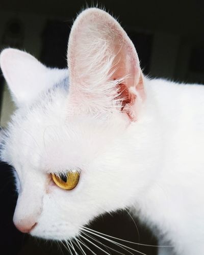 Close-up portrait of white cat