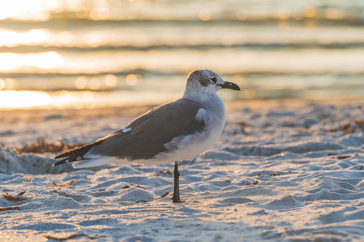 Seagull perching on a beach