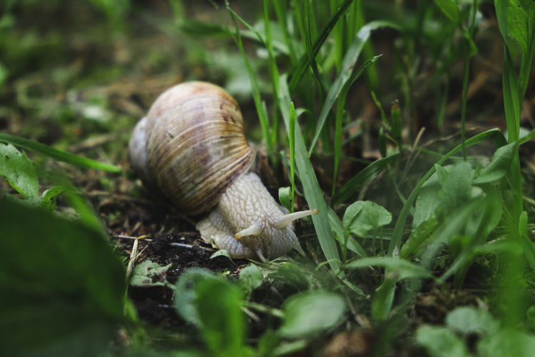 A large snail in a shell eats a leaf on the ground. wild nature