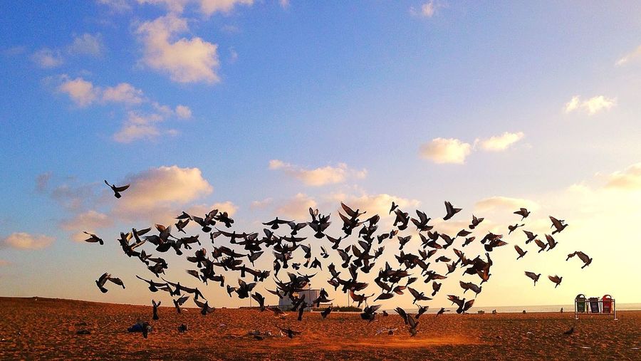 Birds flying over landscape against sky