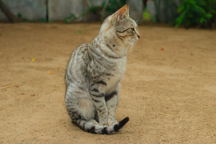 Close up of the cat is sitting on the ground due to a shivering cold