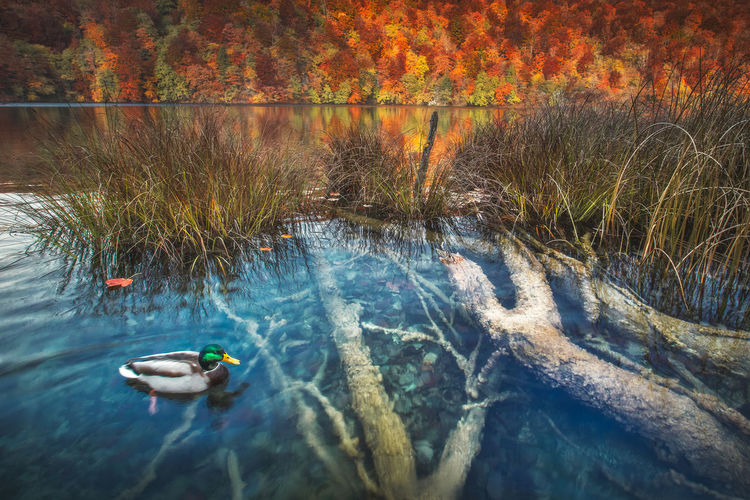 High angle view of duck in lake