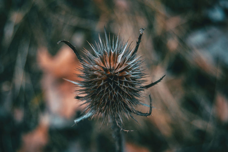 Close-up of dried plant