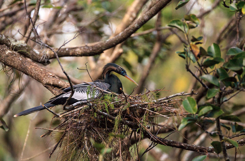 Female anhinga bird called anhinga anhinga and snakebird makes a nest as she prepares to lay eggs 