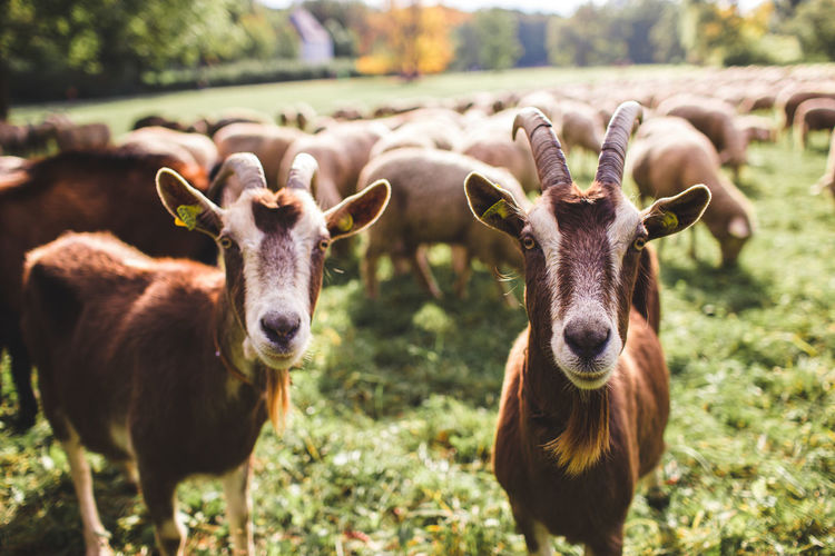 Portrait of goats on a field