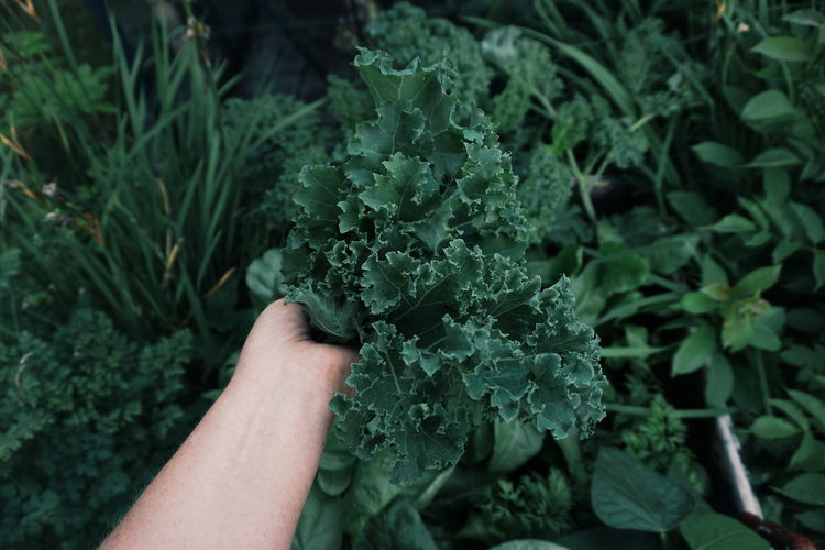 Cropped image of hand holding leaf vegetable by plants