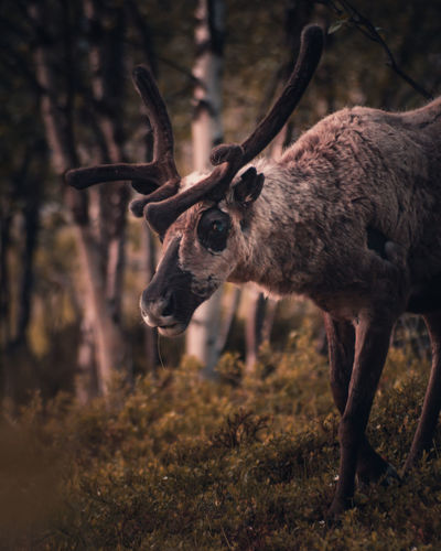 Reindeer in the forest