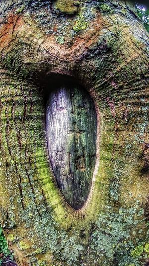 Full frame shot of tree trunk