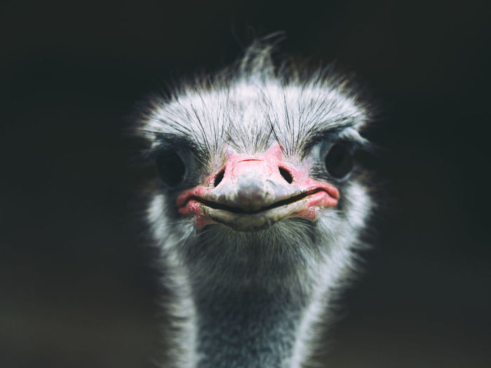 Close-up of ostrich against black background