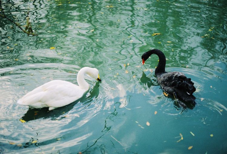 White and black swans swimming in lake, film shot