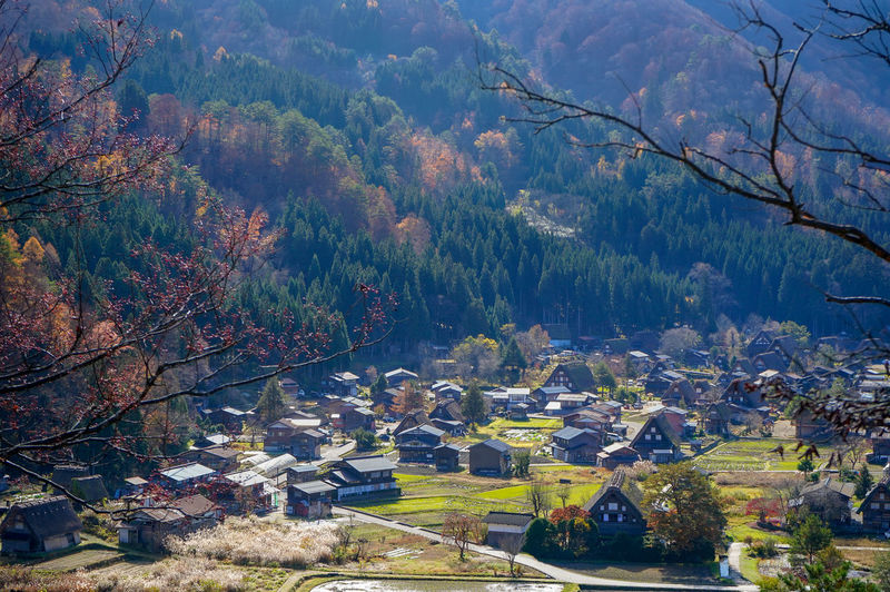 High angle view of trees and buildings during autumn
