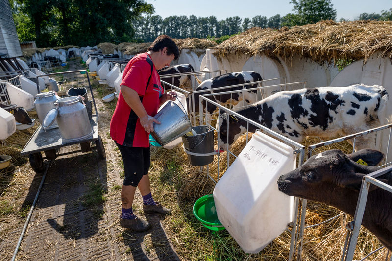 Man pouring milk from bucket by hutch at dairy farm
