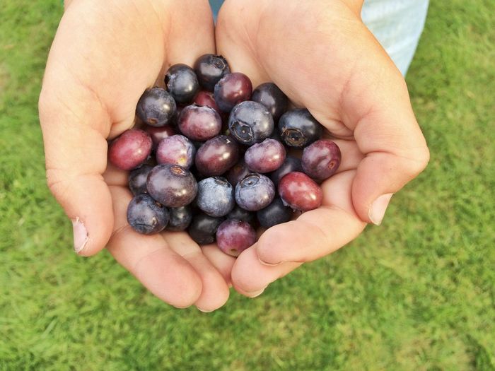 Cropped hands of person holding blueberries over grassy field