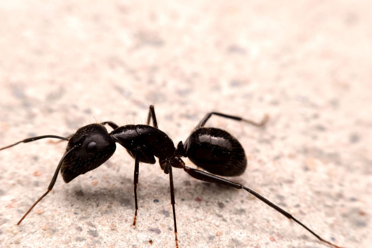 Closeup black ant on the cement ground, macro insect.