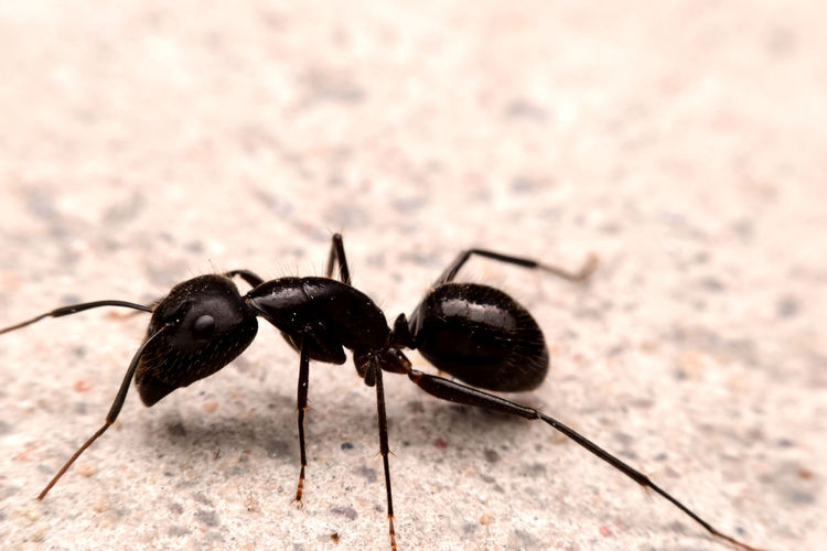 Closeup black ant on the cement ground, macro insect.