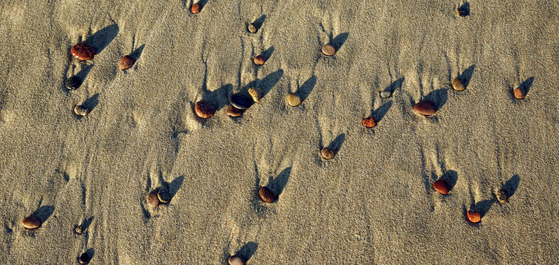 High angle view of birds on beach
