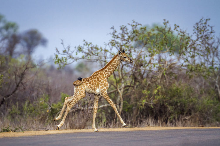 Side view of giraffe calf running on road against sky