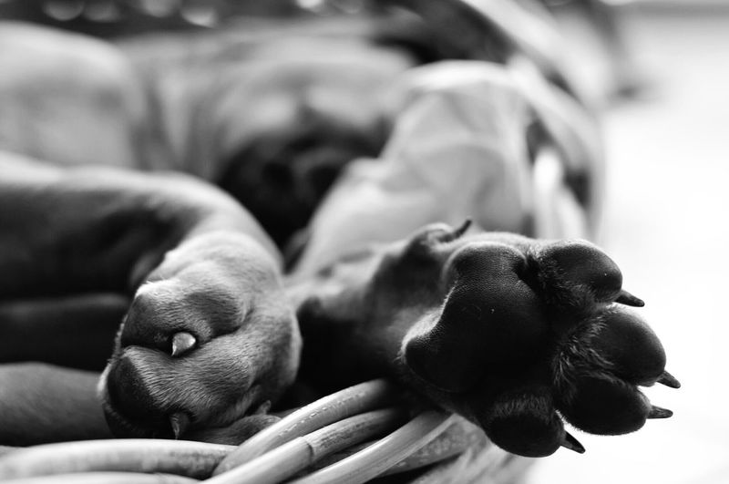 Close-up of dog